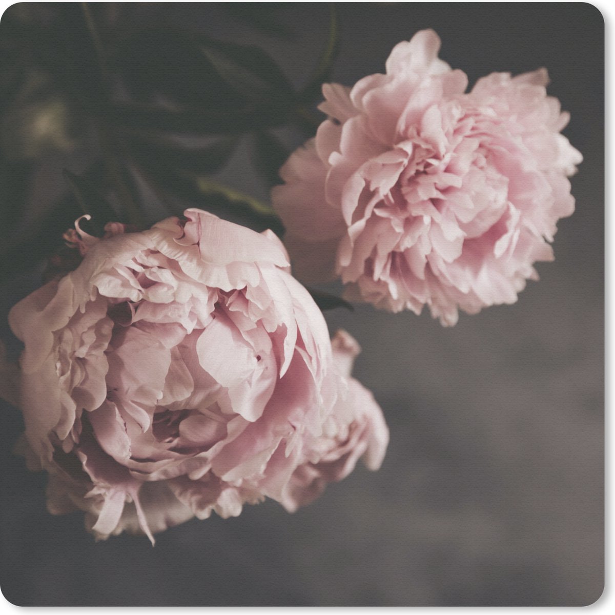 Muismat 20x20 cm - Mousepad Twee roze pioenen - Muismatten