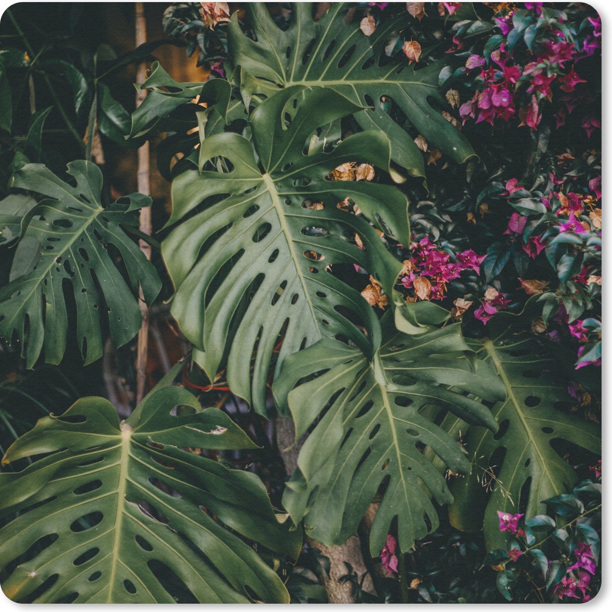 Muismat 20x20 cm - Mousepad Monstera (gatenplant) achtergrond - Muismatten