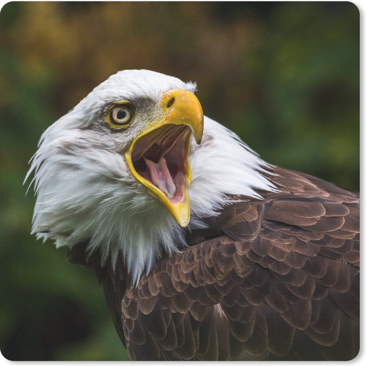 Muismat 30x30 cm - Mousepad Een krijsende Amerikaanse zeearend - Muismatten
