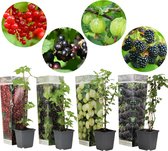 Plant in a Box - Mix van 4 bessenplanten - Braam,kruisbes,aalbes en zwarte bes - Pot 9cm - Hoogte 25-40cm