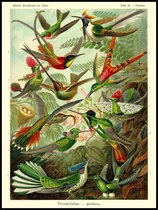 Vintage Poster Colibris - peinture Ernst Haeckel - 42 x 30 - Vogels - Kunstformen der Natur - rétro - botanique