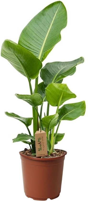 Plant in a Box - Strelitzia Nicolai - Paradijsvogel Kamerplant - Pot ⌀17cm - Hoogte ↕ 55-70cm