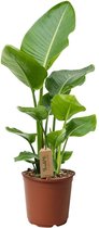 Bol.com Plant in a Box - Strelitzia Nicolai - Paradijsvogel Groene Kamerplant - Pot 17cm - Hoogte 55-70cm aanbieding