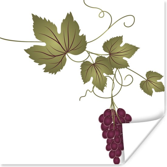 Une illustration d'une grappe de raisin sur une vigne poster 50x50 cm ...