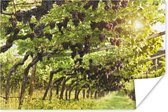 Poster Druiven in een wijngaard - 30x20 cm