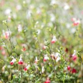 6x Salvia microphylla ‘Hot Lips’ - Salie - Pot 9x9 cm