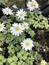 6 x Anemone Blanda 'White Splendour'  in Pot 9x9 cm
