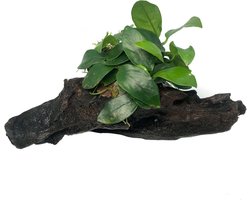 Moerings - Anubias plant op Driftwood S