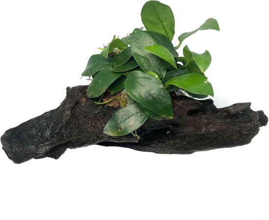 Foto: Moerings anubias plant op driftwood s