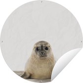 Animaux du Cercle de Jardin - Phoque - Wit - 60x60 cm - Affiche de Jardin Ronde - Extérieur