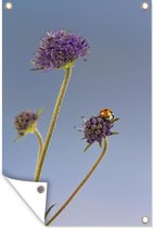Muurdecoratie Lieveheersbeestje op bloem blauwe lucht - 120x180 cm - Tuinposter - Tuindoek - Buitenposter