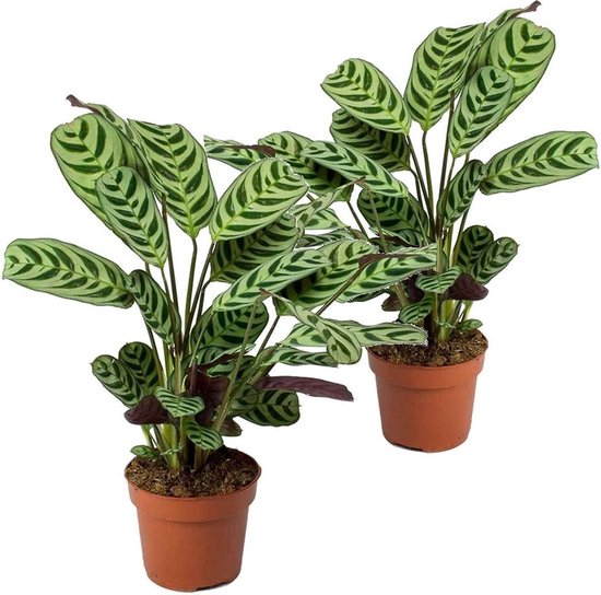 Plant in a Box - Set van 2 Ctenanthe Burle-Marxii - Kamerplant - Visgraat-gebedsplant - Pot ⌀12cm - Hoogte ↕ 25-30cm