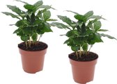 Bol.com Plant in a Box - Coffea Arabica - Koffieplant - Set van 2 kamerplanten - Pot ⌀12cm - Hoogte ↕ 20-30cm aanbieding