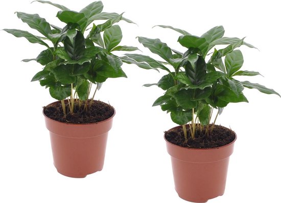 Plant in a Box - Coffea Arabica - Koffieplant - Set van 2 kamerplanten - Pot ⌀12cm - Hoogte ↕ 20-30cm