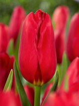 200x Tulpen 'Kingsblood'  bloembollen met bloeigarantie