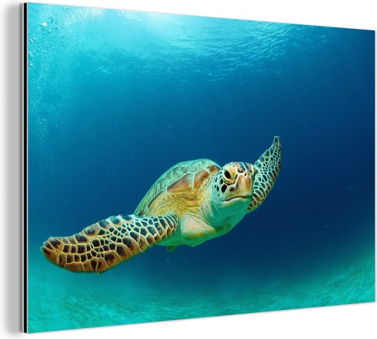 Wanddecoratie Metaal - Aluminium Schilderij - Close-up foto van groene zeeschildpad