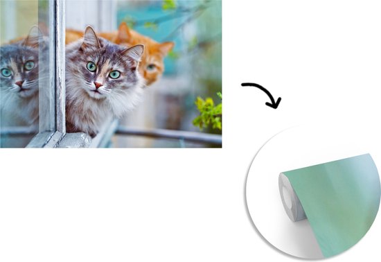 Papier peint - Papier peint Papier peint photo Chat - Fenêtre - Chats - Largeur 330 cm x hauteur 220 cm