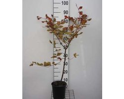 Fagus sylvatica 'Atropunicea' 40- 60 cm in pot rode beukenhaag
