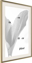 Poster Calathea Leaves 30x45