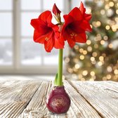 Amaryllis in wax »Touch of Gloss«, Merry Christmas