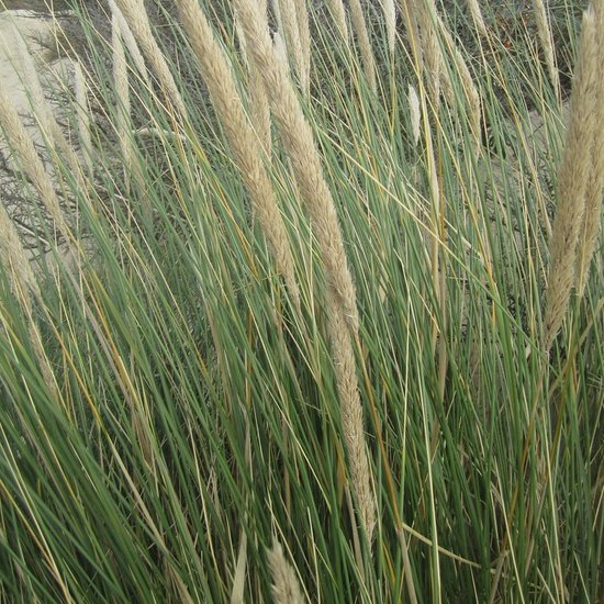 50 x Helmgras of Duingras - Siergras Winterhard - Ammophila Arenaria in ...
