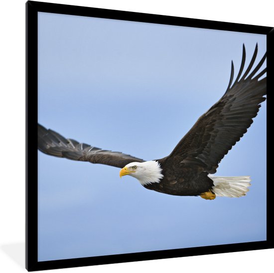 Fotolijst incl. Poster - Een vliegende Amerikaanse zeearend - 40x40 cm - Posterlijst