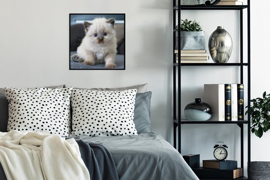 Affiche avec cadre Chaton - Chat - Animal - 40x40 cm
