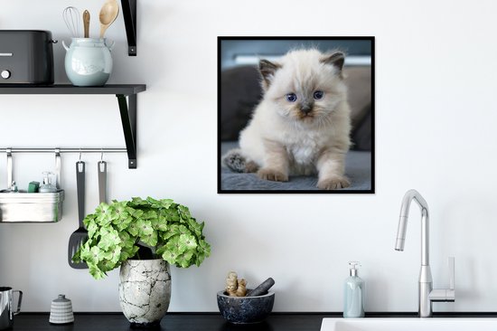 Affiche avec cadre Chaton - Chat - Animal - 40x40 cm