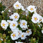 Cistus aquilarii 'Maculatus' - Cistusroos - 25 cm - Pot 3 liter