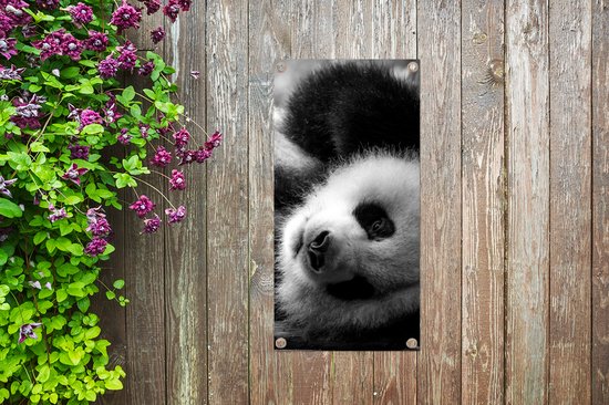 Tuinposter 30x60 cm - Tuindecoratie Dierenprofiel rollende panda in zwart-wit - Poster voor in de tuin - Buiten decoratie - Schutting tuinschilderij - Tuindoek muurdecoratie - Wanddecoratie balkondoek