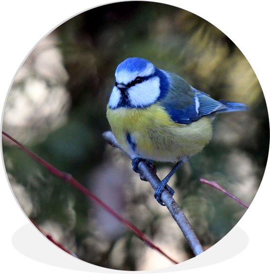 Cercle mural - Cercle mural Indoor - ⌀ 150 cm - Plastique - Mésange charbonnière colorée lors d'une journée ensoleillée