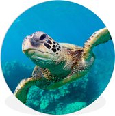 WallCircle - Wandcirkel ⌀ 60 - Zeeschildpad zwemmend in Hawai - Ronde schilderijen woonkamer - Wandbord rond - Muurdecoratie cirkel - Kamer decoratie binnen - Wanddecoratie muurcirkel - Woonaccessoires