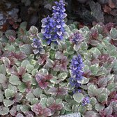 Ajuga reptans 'Burgundy Glow' - Kruipend zenegroen - 5 cm - Pot 1 liter