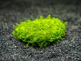 AQL - 3x in vitro cup 80 cc Phoenix Moss