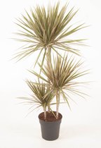 Kamerplant van Botanicly – Drakenboom – Hoogte: 115 cm – Dracaena Marginata Bicolor