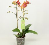 Orchidee van Botanicly – Vlinder orchidee – Hoogte: 40 cm, 1 tak – Phalaenopsis Multiflora Sogo Allen
