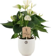 Bloem van Botanicly – Flamingoplant in witte keramische pot als set – Hoogte: 36 cm – Anthurium Andreanum Elidio