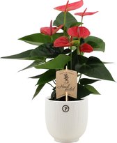 Bloem van Botanicly – Flamingoplant in witte keramische pot als set – Hoogte: 36 cm – Anthurium Andreanum Sweet Dream