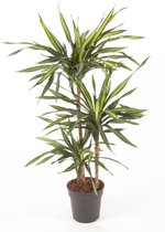 Kamerplant van Botanicly – Drakenboom – Hoogte: 95 cm – Dracena fragans Riki