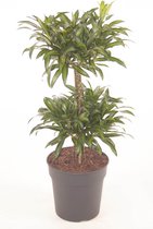 Kamerplant van Botanicly – Drakenboom – Hoogte: 75 cm – Dracaena reflexa Song of Jamaica
