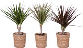 Kamerplanten van Botanicly – 3 × Drakenboom in zeegras pot als set – Hoogte: 35 cm – Dracaena Marginata