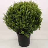 Boom van Botanicly – Myrtus communis – Hoogte: 65 cm