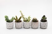 Cactus en vetplanten mix met pot (5,5 cm) Old concrete 5 stuks