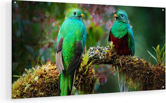 Artaza Glasschilderij - Twee Groene Quetzal Vogels Op Een Tak - 90x45 - Plexiglas Schilderij - Foto op Glas