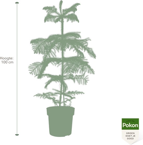 Pokon Powerplanten Kerstboom 100 cm ↕ - Kamerplant - Planten voor binnen - Araucaria | Kamerden - met Plantenvoeding | Vochtmeter | LED Verlichting