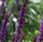 Salvia nemorosa 'Caradonna' - Salie, bossalie - Planthoogte: 5 cm - Pot 11 cm (1 liter)
