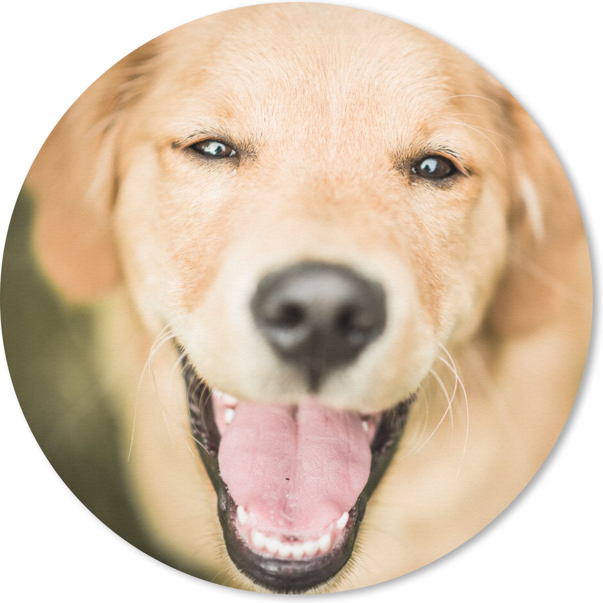 Muismat rond 20x20 cm - Mousepad Glinstering in de ogen van deze Labrador Retriever - Ronde muismatten