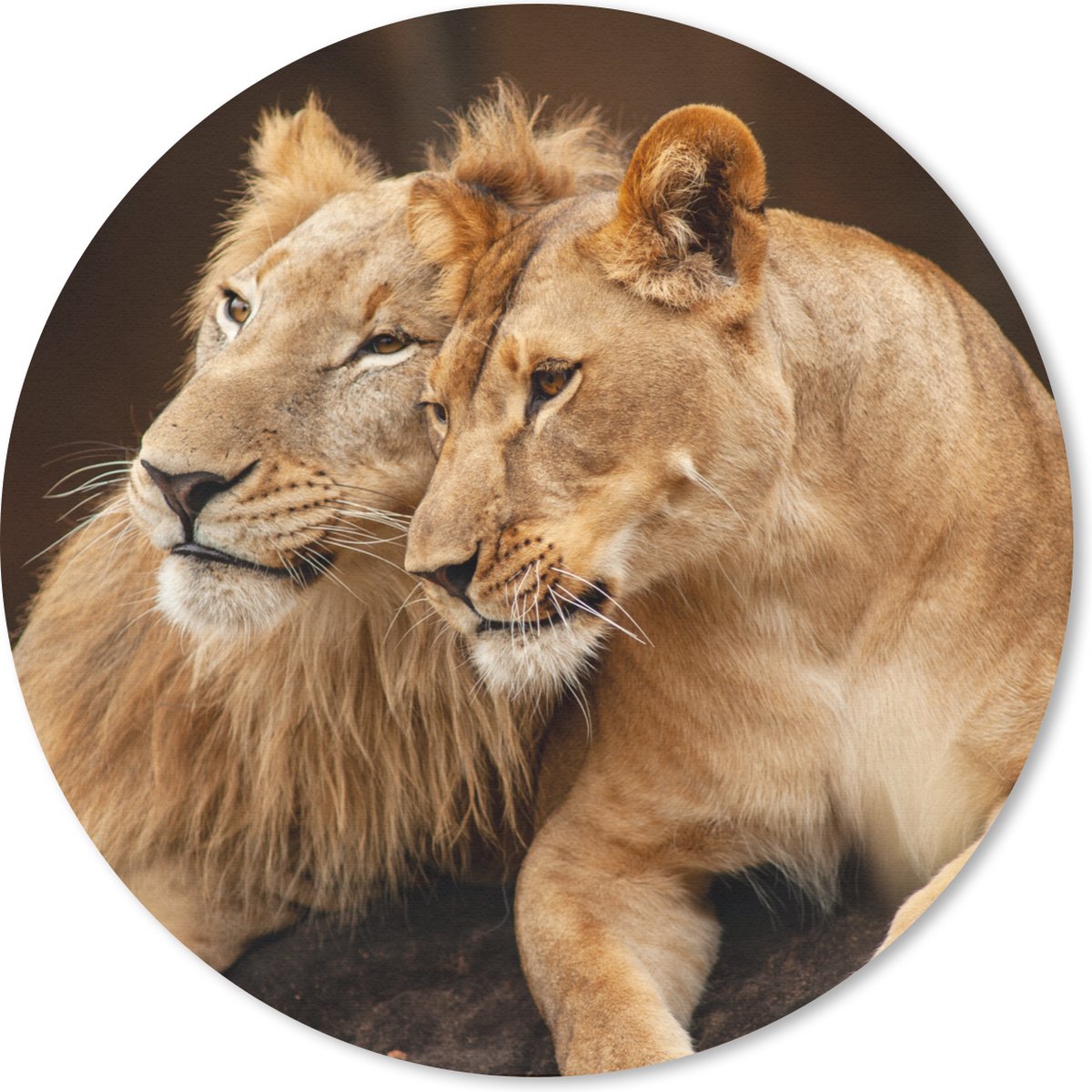 Muismat rond 20x20 cm - Mousepad Leeuwen - Bruin - Dieren - Ronde muismatten