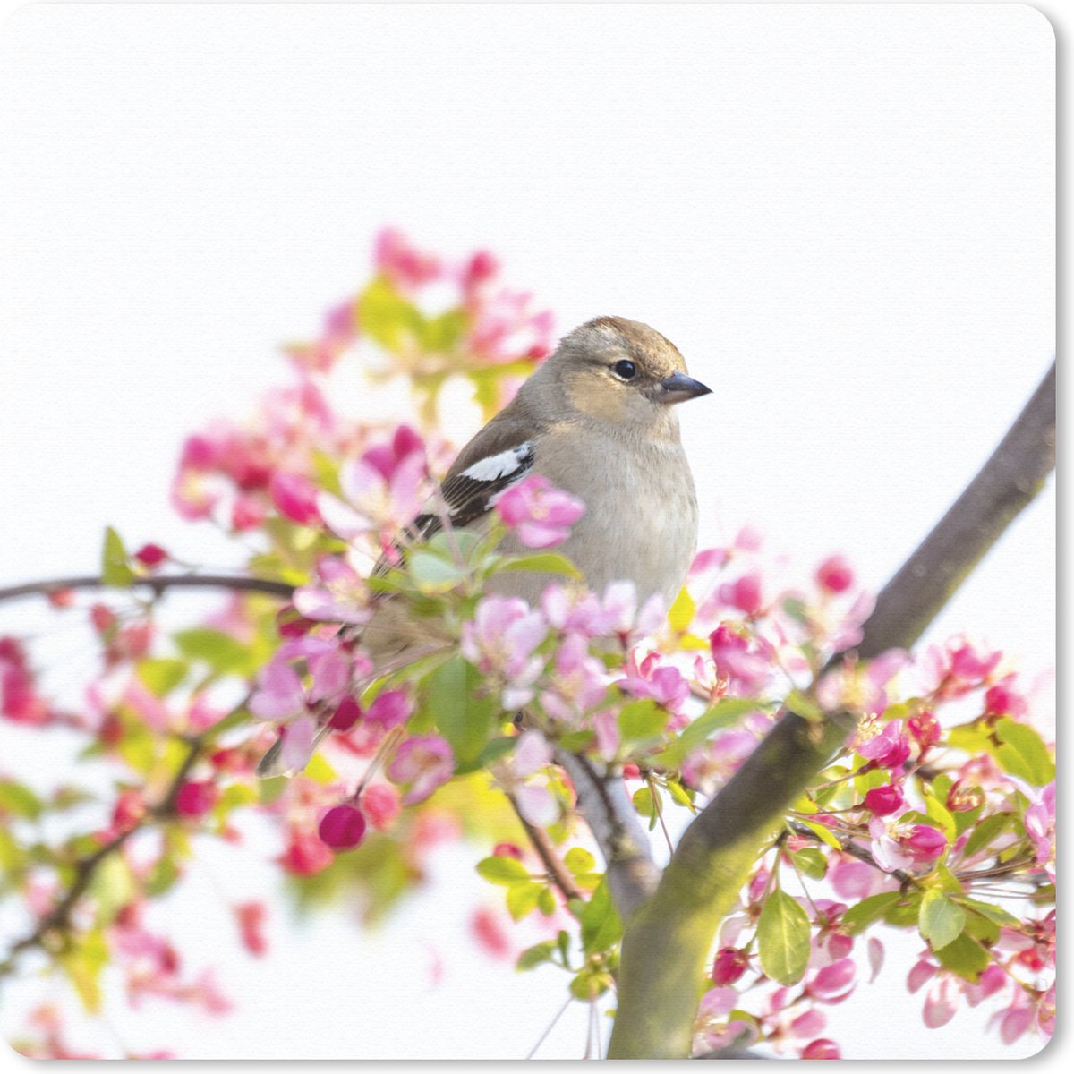 Muismat 20x20 cm - Mousepad Vogel tussen roze bloemen - Muismatten