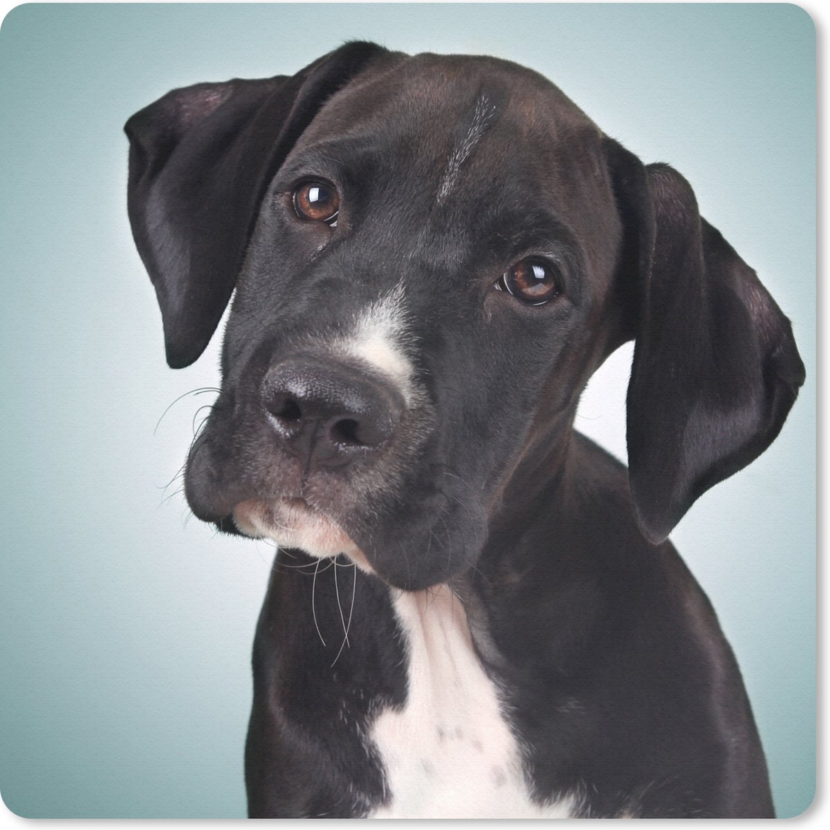 Muismat 30x30 cm - Mousepad Lieve zwart-witte hond - Muismatten